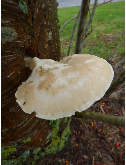 Fruit body with weather damage on rowan in Basildn, UK.